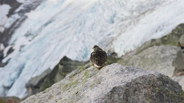 A grouse in the alpine above Bugaboo Glacier.