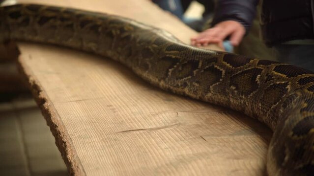 Hands petting Dark Tiger Python Snake on table in a zoo. Close-Up. 4K.