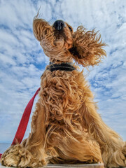 cocker spaniel dog ears in wind