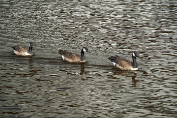 canadian goose swimming in baltimore maryland inner harbor