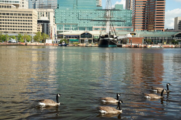 canadian goose swimming in baltimore maryland inner harbor