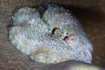 A small, well-camouflaged octopus, Amphioctopus mototi, hides on the seafloor near Flores, Indonesia. This rare Indo-Pacific species uses venom to subdue its prey.