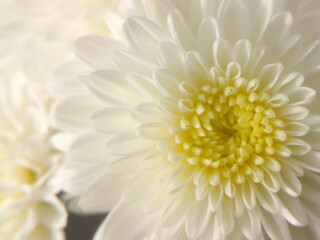 White chrysanthemum ornamental plant in the morning