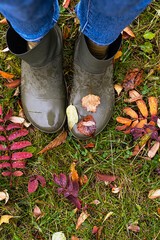 Feet in rubber boots standing in wet grass with coloured fallen leaves. Autumn walking lifestyle concept.