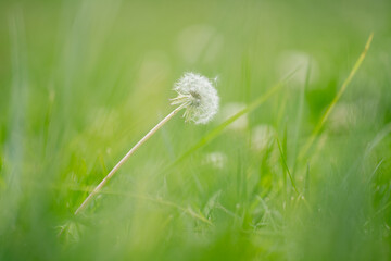 Dandelion In The Blurred Grass