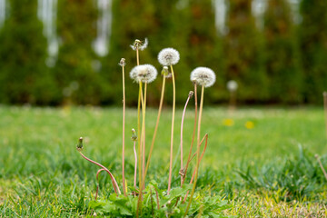 Dandelions in the Grass