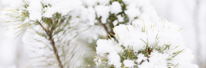 snowy winter season in nature. fresh icy frozen snow and snowflakes covered spruce or fir or pine tree branches on frosty winter day in forest or garden. cold weather. christmas time. banner