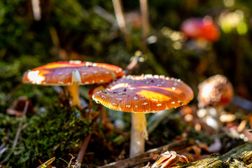 Fungi Fly agaric Amanita muscaria in autumn forest