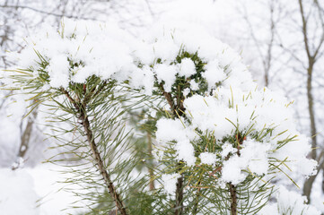 snowy winter season in nature. fresh icy frozen snow and snowflakes covered spruce or fir or pine tree branches on frosty winter day in forest or garden. cold weather. christmas time