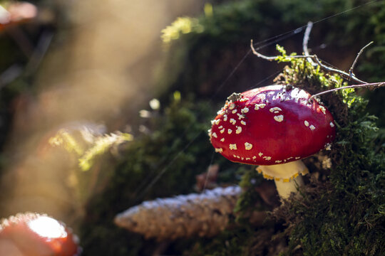 Fungi Fly agaric Amanita muscaria in autumn forest