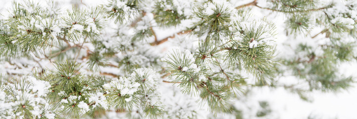 snowy winter season in nature. fresh icy frozen snow and snowflakes covered spruce or fir or pine tree branches on frosty winter day in forest or garden. cold weather. christmas time. banner