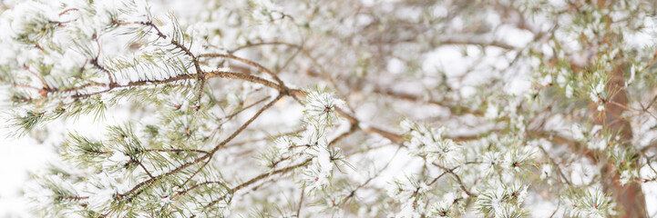 snowy winter season in nature. fresh icy frozen snow and snowflakes covered spruce or fir or pine tree branches on frosty winter day in forest or garden. cold weather. christmas time. banner