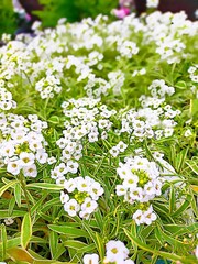 white flowers in the garden