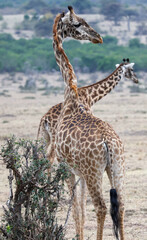 giraffe walking in the savannah