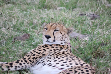 cheetah in the savannah