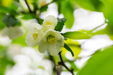 Fototapeta premium Close up many delicate white blossoms of white Chaenomeles japonica shrub