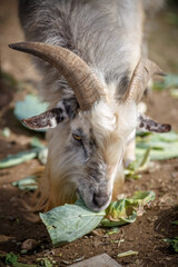 ヤギのポートレート
