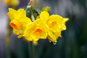 水仙の花　初春イメージ