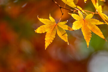 紅葉　秋のイメージ