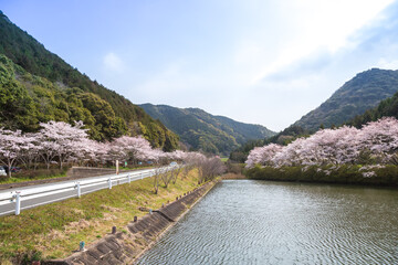 Obraz na płótnie Canvas 桜の花　春の風景