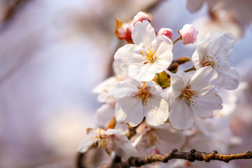 桜の花　春のイメージ