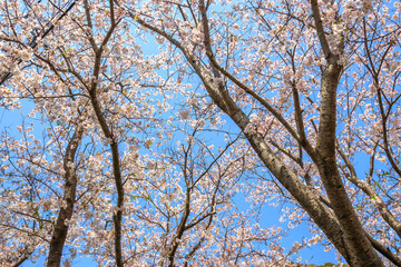 Fototapeta premium 桜の花 春のイメージ