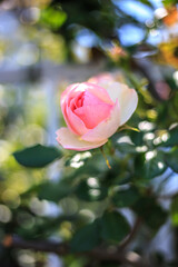 バラの花　屋外撮影