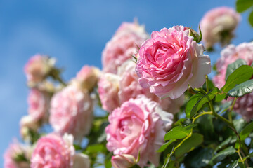 バラの花