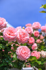 バラの花