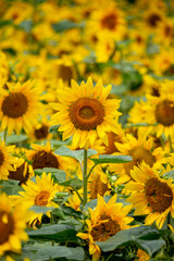 Obraz premium ひまわりの花 夏イメージ