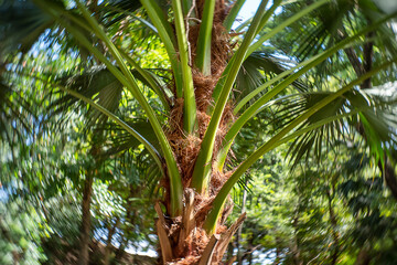 Palm plantation in the agriculture asian