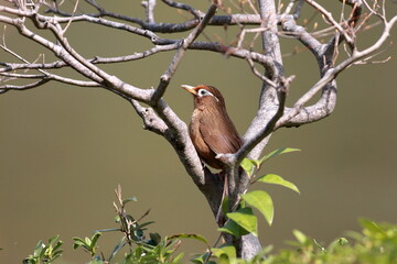 公園のガビチョウ