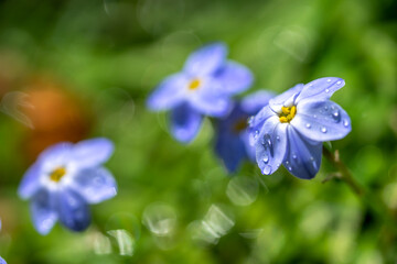 ハナニラの花　春のイメージ