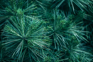 Textured background from coniferous branches. Tree leaves seamless texture.