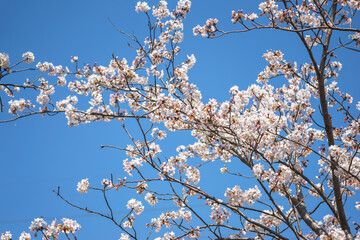 桜の花　春のイメージ