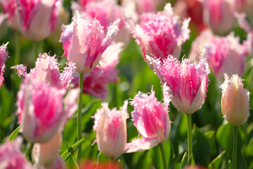 Fototapeta premium チューリップの花 春のイメージ