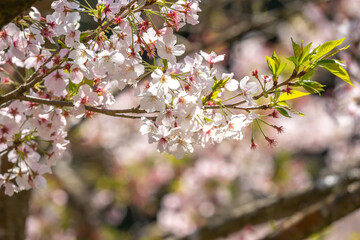 桜の花　春のイメージ