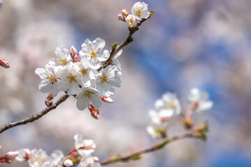桜の花　春のイメージ