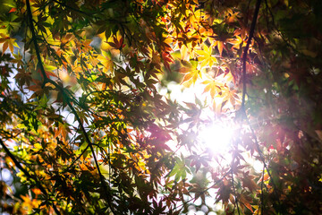 紅葉　秋のイメージ