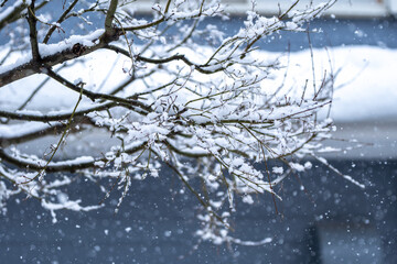 枝に積もる雪のイメージ
