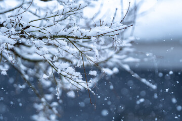 枝に積もる雪のイメージ