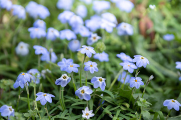 ハナニラの花　春のイメージ