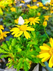 yellow flowers in the garden