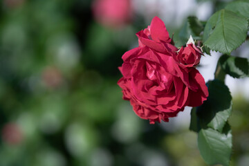 バラの花