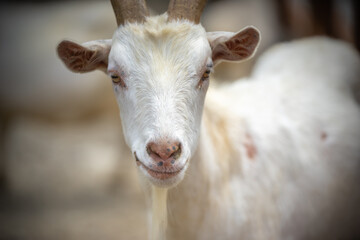ヤギのポートレート