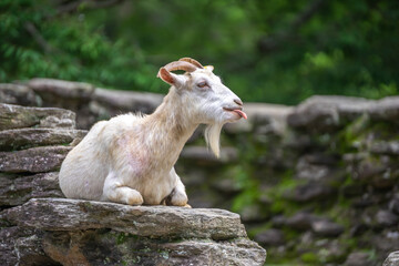 ヤギのポートレート