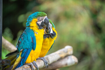 ルリコンゴウインコのポートレート