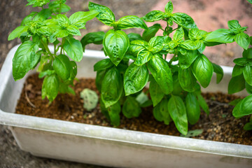 バジルの葉　家庭菜園