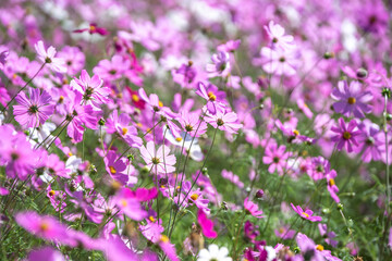 コスモスの花　秋のイメージ
