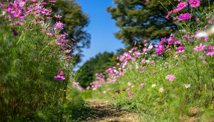 コスモスの花　秋のイメージ